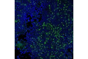 Immunofluorescence Analysis of methanol-fixed human tonsil cryosection stained with CF488A CD3e clone RIV9 (green), mounted in EverBriteâ