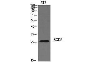 Western Blotting (WB) image for anti-Superoxide Dismutase 2, Mitochondrial (SOD2) (Internal Region) antibody (ABIN3178921) (SOD2 anticorps  (Internal Region))