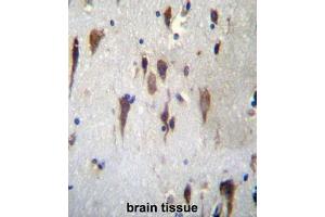 anti-Protocadherin 7 (PCDH7) (AA 1038-1066), (C-Term) antibody