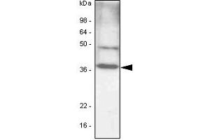 The cell lysates (40ug) were resolved by SDS-PAGE, transferred to PVDF membrane and probed with anti-human C/EBP-beta antibody (1:1000). (CEBPB anticorps)