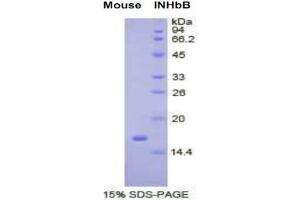 SDS-PAGE analysis of Mouse Inhibin beta B Protein. (INHBB Protéine)