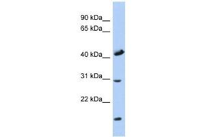 COX18 antibody used at 1 ug/ml to detect target protein.