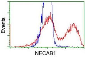 HEK293T cells transfected with either RC209704 overexpress plasmid (Red) or empty vector control plasmid (Blue) were immunostained by anti-NECAB1 antibody (ABIN2454319), and then analyzed by flow cytometry. (NECAB1 anticorps)