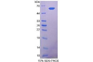SDS-PAGE analysis of Dog COL1A2 Protein. (COL1A2 Protéine)