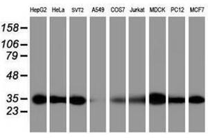 Image no. 2 for anti-Proteasome Subunit alpha 6 (PSMA6) antibody (ABIN1500466) (PSMA6 anticorps)