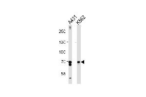 PTGS1 Antibody (C-term) (ABIN1882120 and ABIN2839444) western blot analysis in A431,K562 cell line lysates (35 μg/lane). (PTGS1 anticorps  (C-Term))