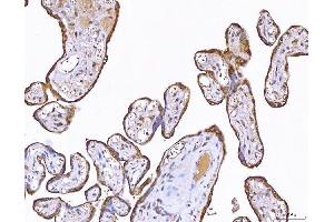 IHC analysis of PP11/ENDOU using anti-PP11/ENDOU antibody (ABIN7600552). (ENDOU anticorps  (AA 20-386))