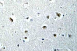Immunohistochemistry (IHC) analyzes of POLR2E antibody in paraffin-embedded human brain tissue. (POLR2E anticorps)