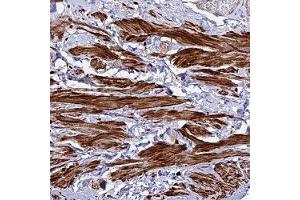 Immunohistochemical staining of human smooth muscle with ARL6IP1 polyclonal antibody ( Cat # PAB28311 ) shows strong cytoplasmic positivity in smooth muscle cells. (ARL6IP1 anticorps)