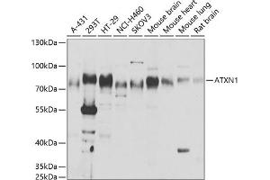 Western blot analysis of extracts of various cell lines, using  antibody (ABIN6127400, ABIN6137363, ABIN6137364 and ABIN6221810) at 1:1000 dilution. (Ataxin 1 anticorps  (AA 586-815))