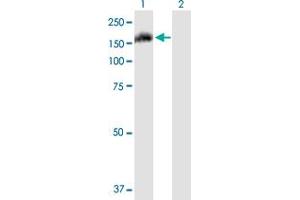 Western Blot analysis of FAM62A expression in transfected 293T cell line by FAM62A MaxPab polyclonal antibody.