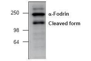 Image no. 1 for anti-Spectrin alpha Chain, Brain (SPTAN1) antibody (ABIN127066) (SPTAN1 anticorps)