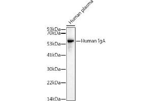 anti-IGHA1 & IGHA2 antibody