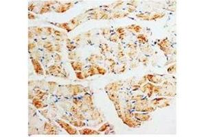 Immunohistochemical analysis of paraffin embedded rat skeletal muscle sections, staining PMVK in cytoplasm, DAB chromeric reaction