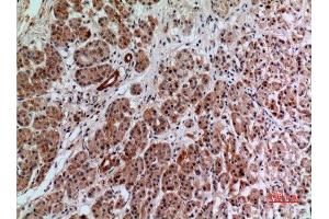 Immunohistochemistry (IHC) analysis of paraffin-embedded Human Pancreas, antibody was diluted at 1:100. (Annexin VII anticorps  (Internal Region))