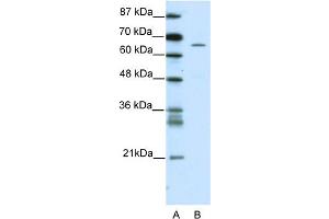 WB Suggested Anti-ZNF205 Antibody Titration:  5. (ZNF205 anticorps  (N-Term))