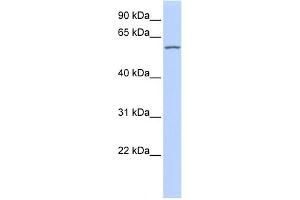 WB Suggested Anti-RBPJL Antibody Titration:  0. (RBPJL anticorps  (Middle Region))