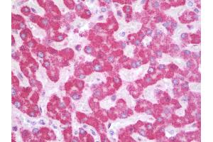 Anti-SIK1 / MSK antibody IHC staining of human liver. (SIK1 anticorps  (AA 567-597))