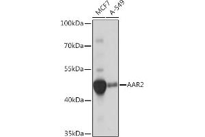 Western blot analysis of extracts of various cell lines, using  Rabbit pAb (ABIN7266380) at 1:1000 dilution. (C20orf4 anticorps)