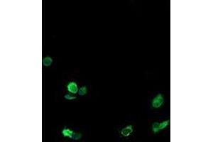 Immunofluorescence (IF) image for anti-T-cell surface glycoprotein CD1c (CD1C) antibody (ABIN1497189) (CD1c anticorps)