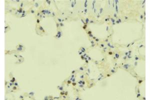 ABIN6273899 at 1/100 staining Mouse lung tissue by IHC-P. (GPR84 anticorps  (N-Term))