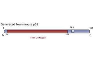 Image no. 2 for anti-Tumor Protein P53 (TP53) (AA 14-289) antibody (ABIN967419)
