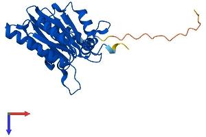 AlphaFold protein structure predicition of Mouse Recombinant Psma1 Protein, UniprotID Q9R1P4
