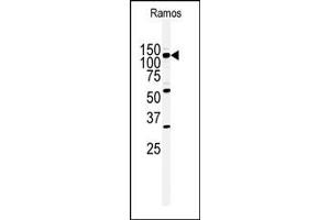 Western blot analysis of anti-HIPK2 Antibody (Center) (ABIN391777 and ABIN2841636) in Ramos cell line lysates (35 μg/lane). (HIPK2 anticorps  (AA 437-468))