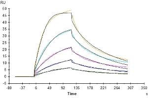 Cynomolgus EpCAM, His Tag captured on CM5 Chip via Anti-His Antibody can bind Anti-EpCAM Antibody, hFc Tag with an affinity constant of 21.