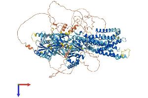 AlphaFold protein structure predicition of Mouse Recombinant Atp10a Protein, UniprotID O54827