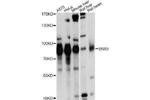 Western blot analysis of extracts of various cell lines, using SNX9 antibody. (SNX9 anticorps  (AA 1-210))