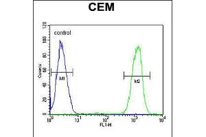 Flow cytometric analysis of CEM cells (right histogram) compared to a negative control cell (left histogram). (IKZF1 anticorps  (C-Term))