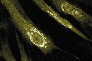 Immunofluorescent staining of FHS cells.