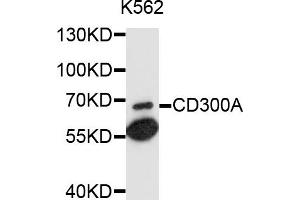 Western blot analysis of extracts of K-562 cells, using CD300A antibody (ABIN4903186) at 1:1000 dilution. (CD300a anticorps)