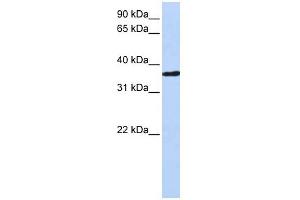 CHORDC1 antibody used at 1 ug/ml to detect target protein. (CHORDC1 anticorps)