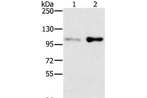 Western Blot analysis of HT-29 and 293T cell using SLTM Polyclonal Antibody at dilution of 1:400 (SLTM anticorps)