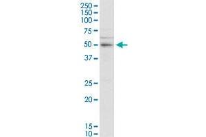 SERBP1 MaxPab rabbit polyclonal antibody.