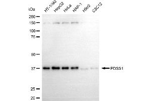 anti-Prenyl (Decaprenyl) Diphosphate Synthase, Subunit 1 (PDSS1) antibody