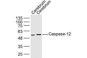 Caspase 12 anticorps  (AA 201-300)