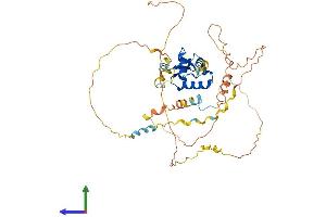 AlphaFold protein structure predicition of Mouse Recombinant Foxb2 Protein, UniprotID Q64733