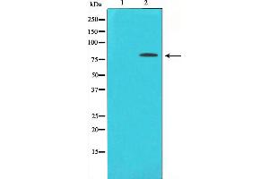 Western blot analysis of PKC delta phosphorylation expression in HepG2 whole cell lysates,The lane on the left is treated with the antigen-specific peptide.