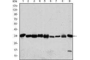 Western blot analysis using CDK1 mouse mAb against Hela (1), Jurkat (2), K562 (3), A431 (4), MCF-7 (5), RAW264. (CDK1 anticorps)