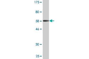 Western Blot detection against Immunogen (57.