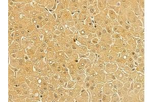 ELAC1 Mouse Monoclonal Antibody at 1/100 staining human normal liver tissue by IHC-P. (ELAC1 anticorps)