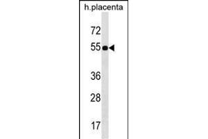 FZR1 Antibody (N-term) (ABIN1539455 and ABIN2850392) western blot analysis in human placenta tissue lysates (35 μg/lane). (FZR1 anticorps  (N-Term))
