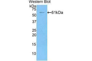 Detection of Recombinant FGL1, Rat using Polyclonal Antibody to Fibrinogen Like Protein 1 (FGL1) (FGL1 anticorps  (AA 23-314))
