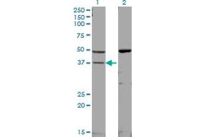 Western Blotting (WB) image for anti-Mitogen-Activated Protein Kinase 14 (MAPK14) (AA 260-360) antibody (ABIN598629) (MAPK14 anticorps  (AA 260-360))