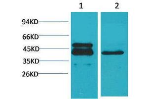 Western Blotting (WB) image for anti-cAMP Responsive Element Binding Protein 1 (CREB1) antibody (ABIN3181569)