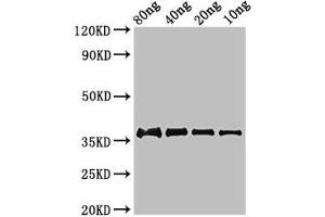 anti-FbpC (AA 46-340) antibody