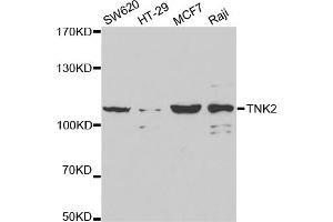Western blot analysis of extracts of various cell lines, using TNK2 antibody (ABIN5971357) at 1/1000 dilution. (TNK2 anticorps)